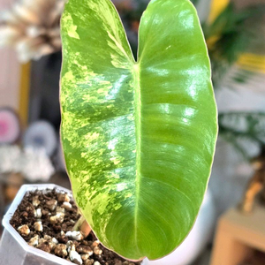 필로덴드론 버럴막스 바리에가타 이미지