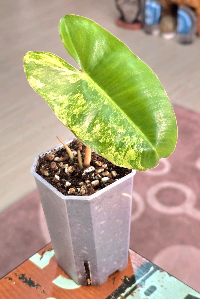 필로덴드론 버럴막스 바리에가타 이미지