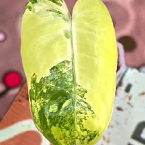 필로덴드론 버럴막스 바리에가타 이미지