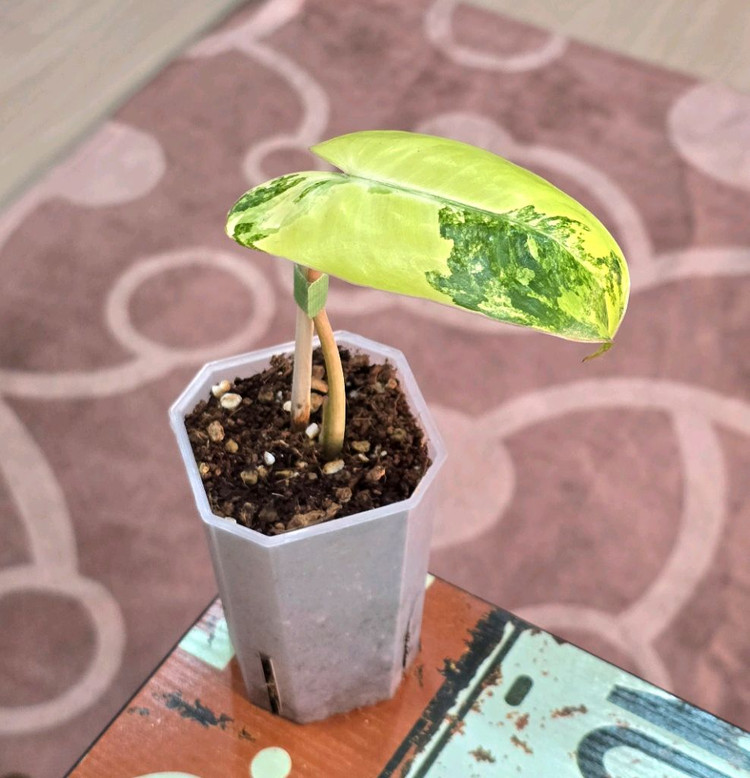 필로덴드론 버럴막스 바리에가타 이미지