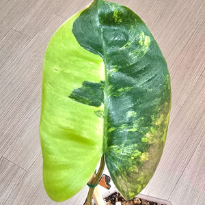 필로덴드론 버럴막스 바리에가타 이미지