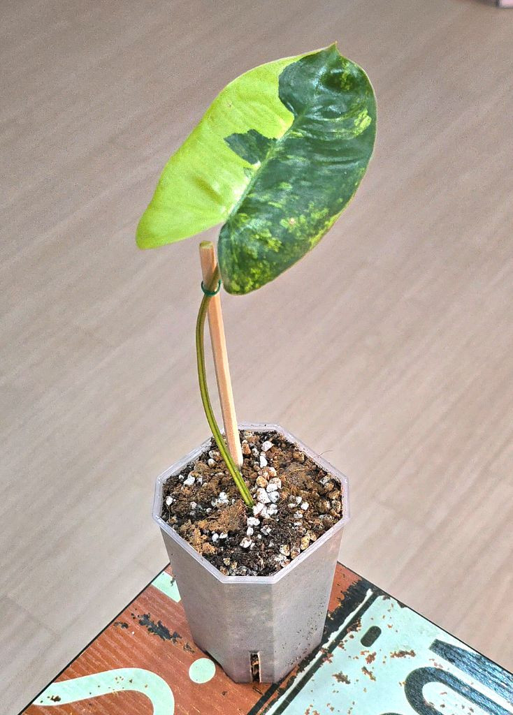 필로덴드론 버럴막스 바리에가타 이미지