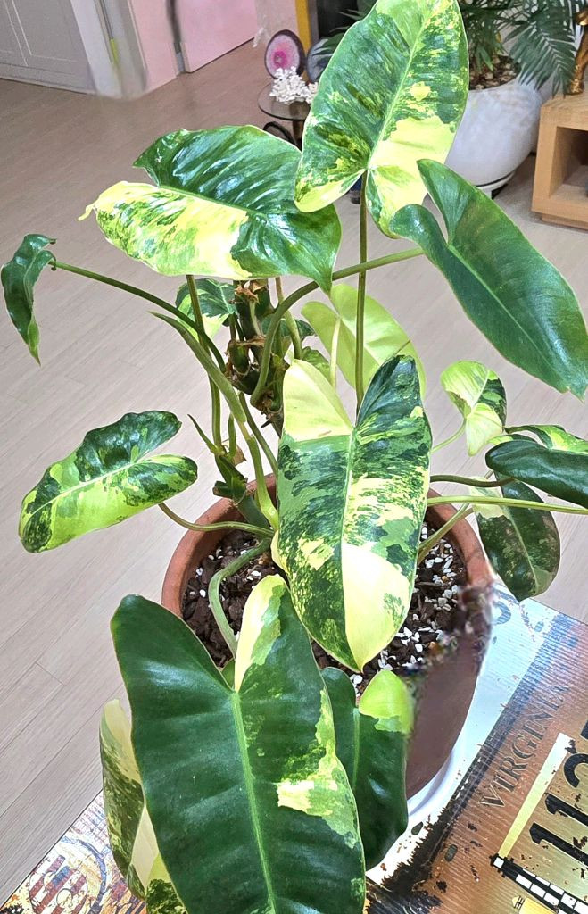 필로덴드론 버럴막스 바리에가타 이미지