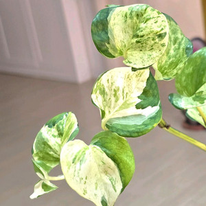 오레우스 스킨답서스