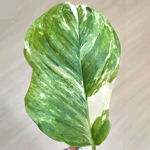 몬스테라 레클레리아나 바리에가타