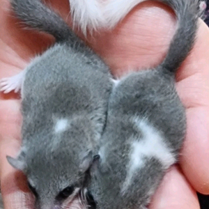 피그미다람쥐 ㅡ대구칠곡 대구군위 이미지