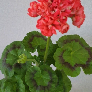 제라늄 멋진가을 초이/슈슈초이