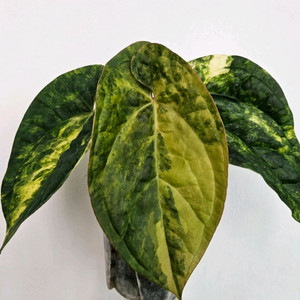 안스리움 럭셔리안스 바리에가타 이미지