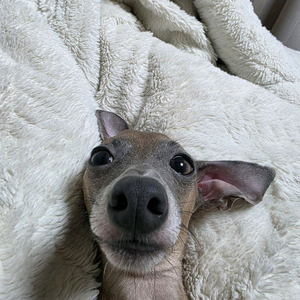 더뉴카니발하이리무진 일체형서스 삽니다 이미지