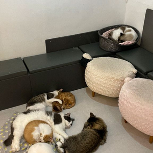 롤 rp 직충식 팝니다 이미지