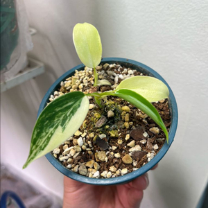 필로덴드론 플로리다뷰티 바리에가타 분양