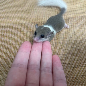 <무료분양> 피그미다람쥐 (대구) 이미지