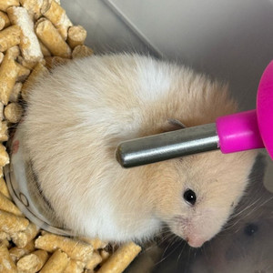 햄스터 한 마리