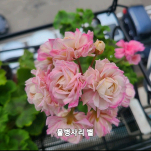 러시아 제라늄 물병자리별 대품 이미지