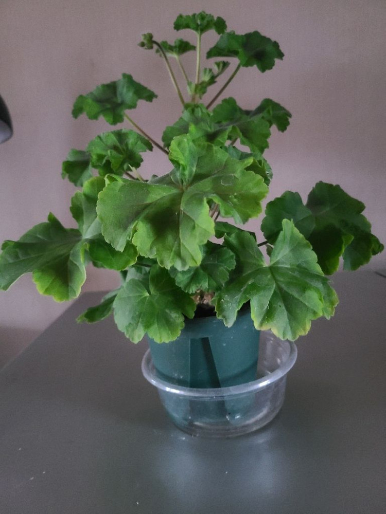 러시아 제라늄 물병자리별 대품 이미지