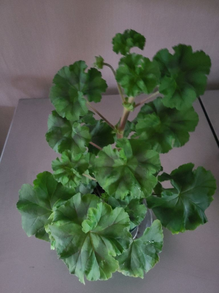 러시아 제라늄 물병자리별 대품 이미지