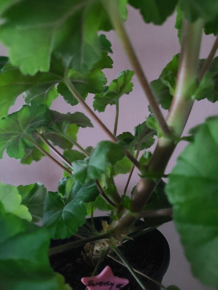 러시아 제라늄 물병자리별 대품 이미지