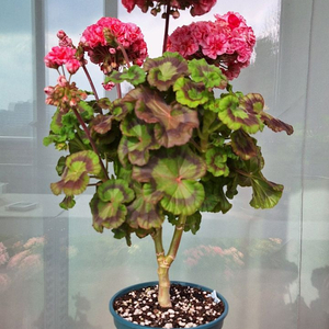 제라늄 모카씨 특대품