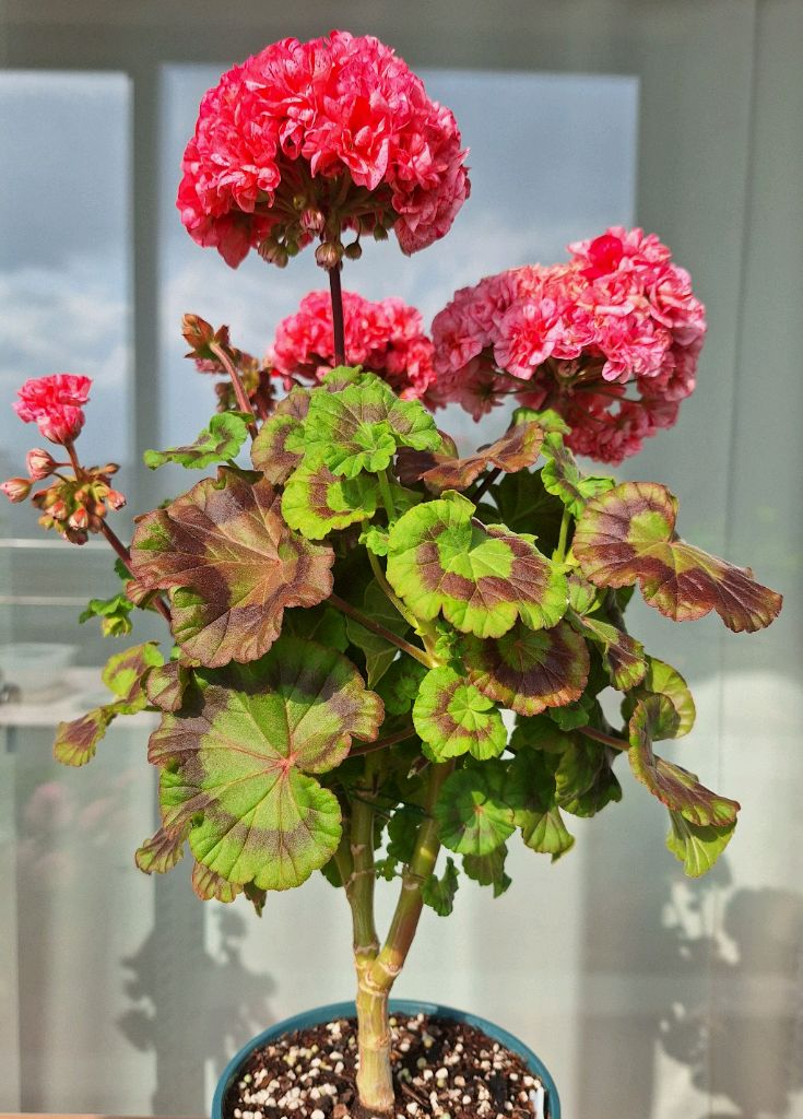 제라늄 모카씨 특대품--1