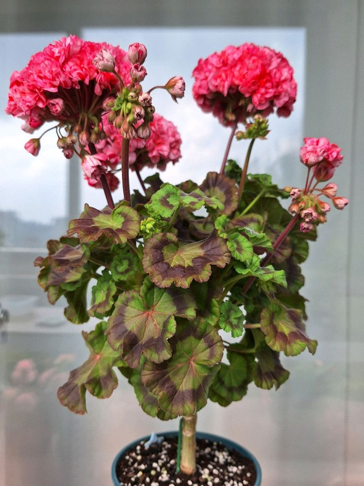 제라늄 모카씨 특대품--2