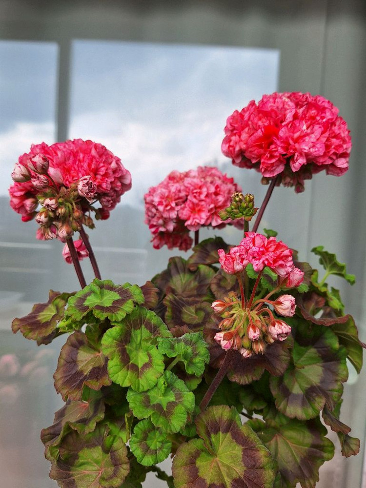 제라늄 모카씨 특대품--3