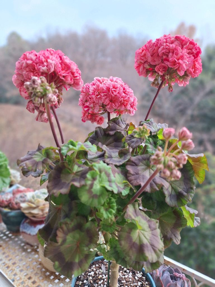 제라늄 모카씨 특대품--4