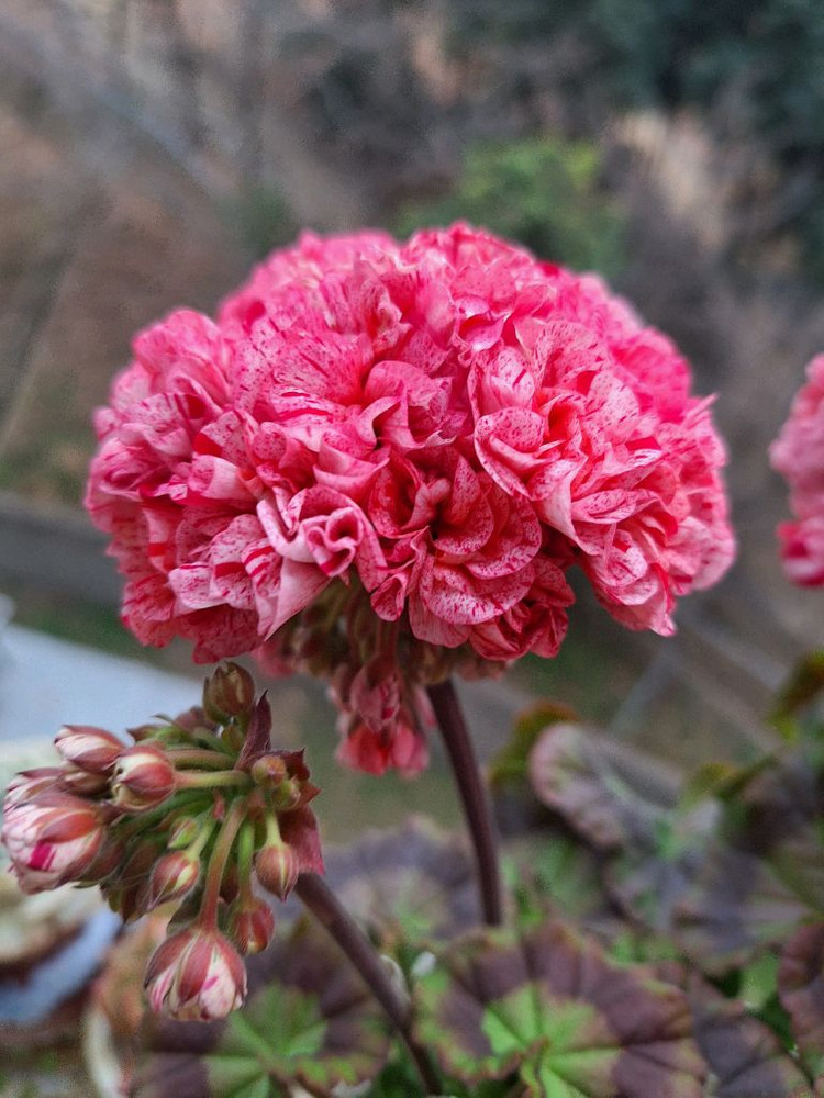 제라늄 모카씨 특대품--5