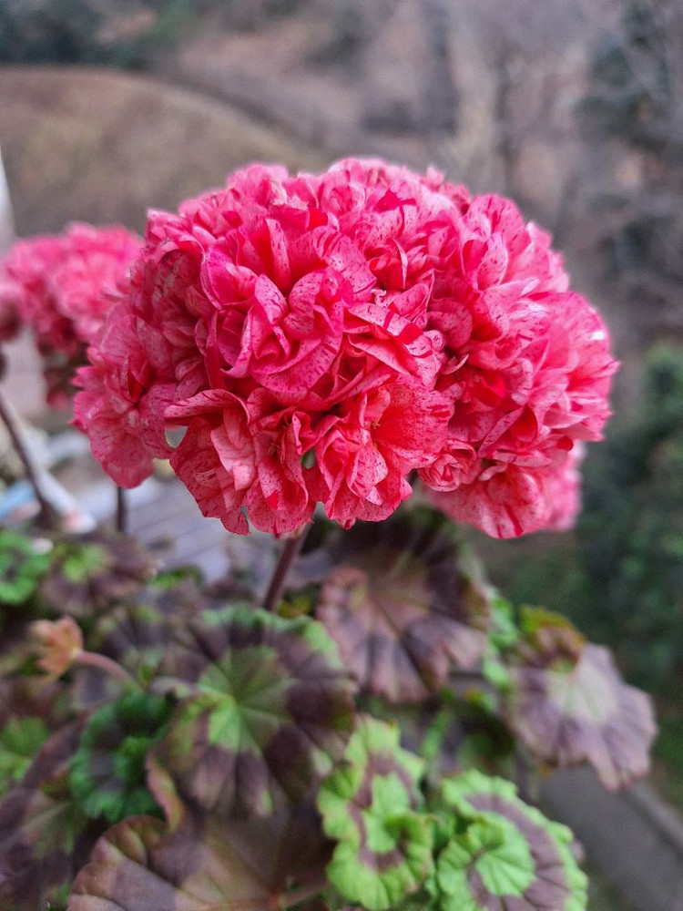 제라늄 모카씨 특대품--6