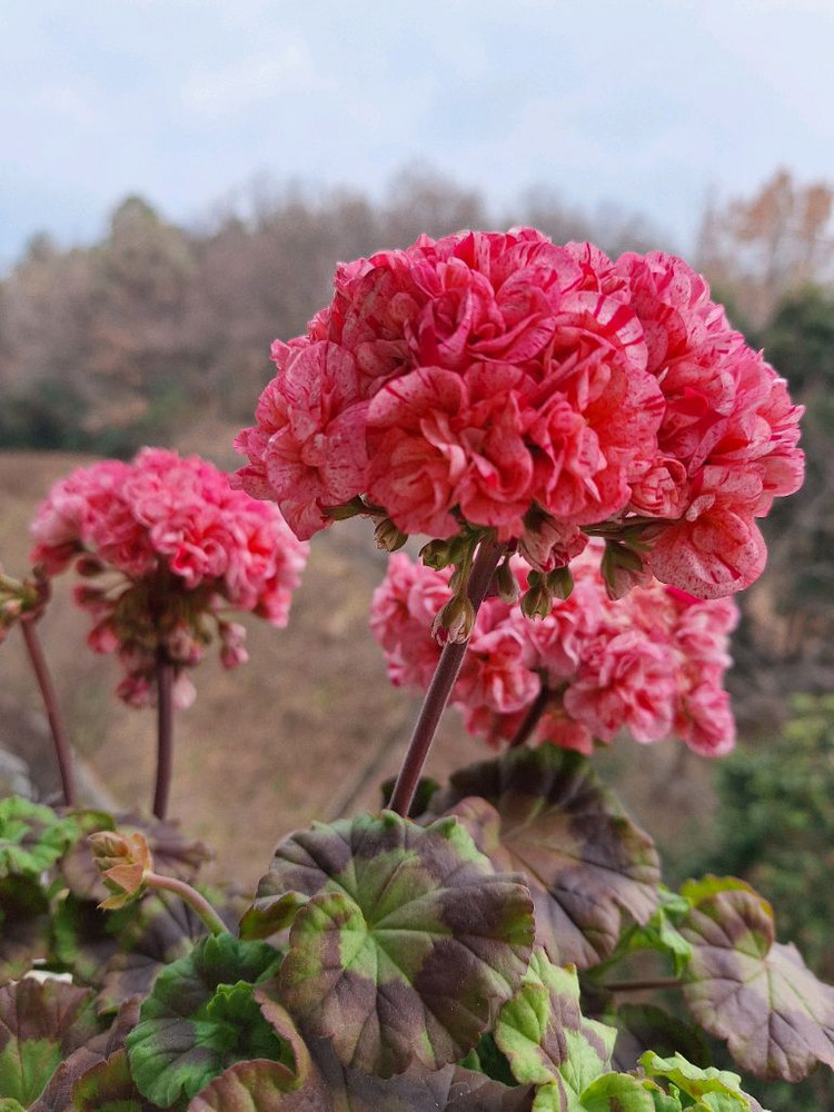 제라늄 모카씨 특대품--7