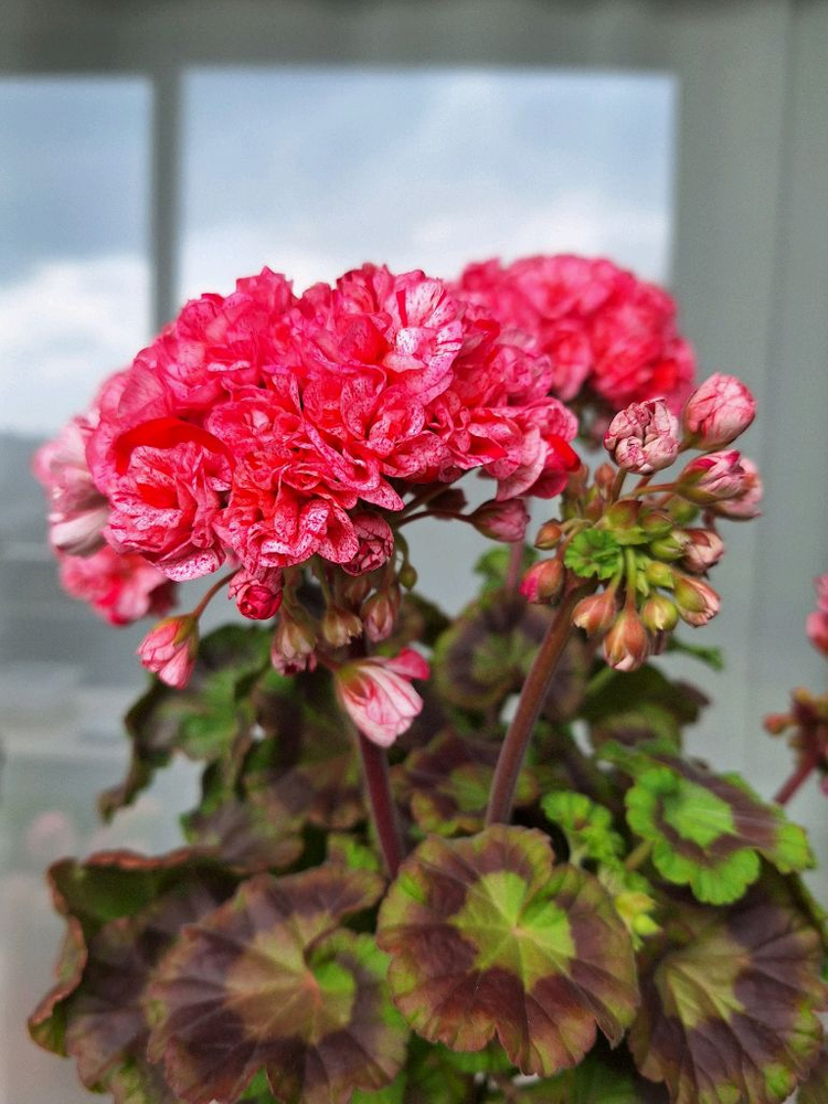 제라늄 모카씨 특대품--8