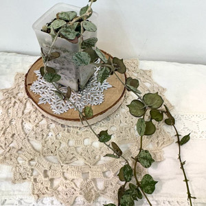 호야 커티시 실버