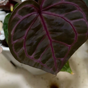 안스리움 원더*레크