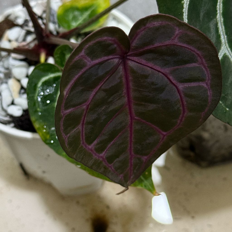 안스리움 원더*레크--1