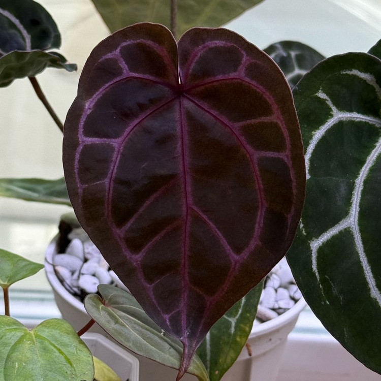 안스리움 원더*레크--2