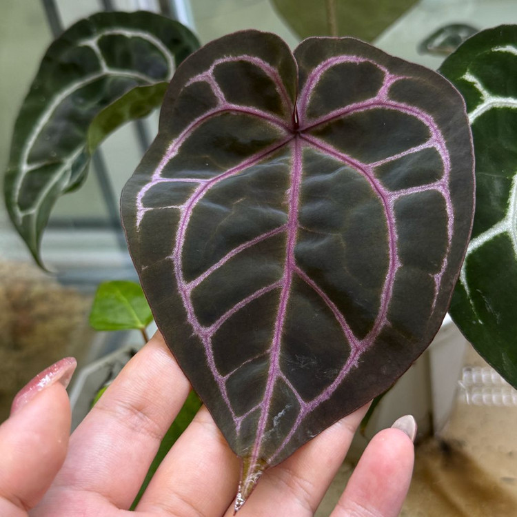 안스리움 원더*레크--3