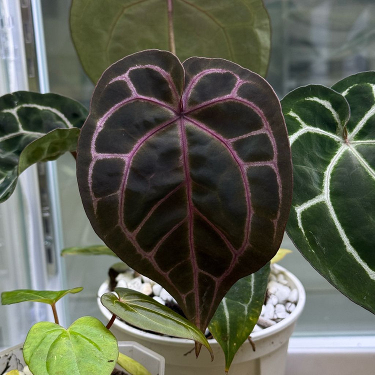 안스리움 원더*레크--4