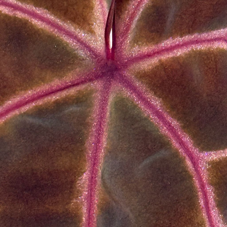 안스리움 원더*레크--5