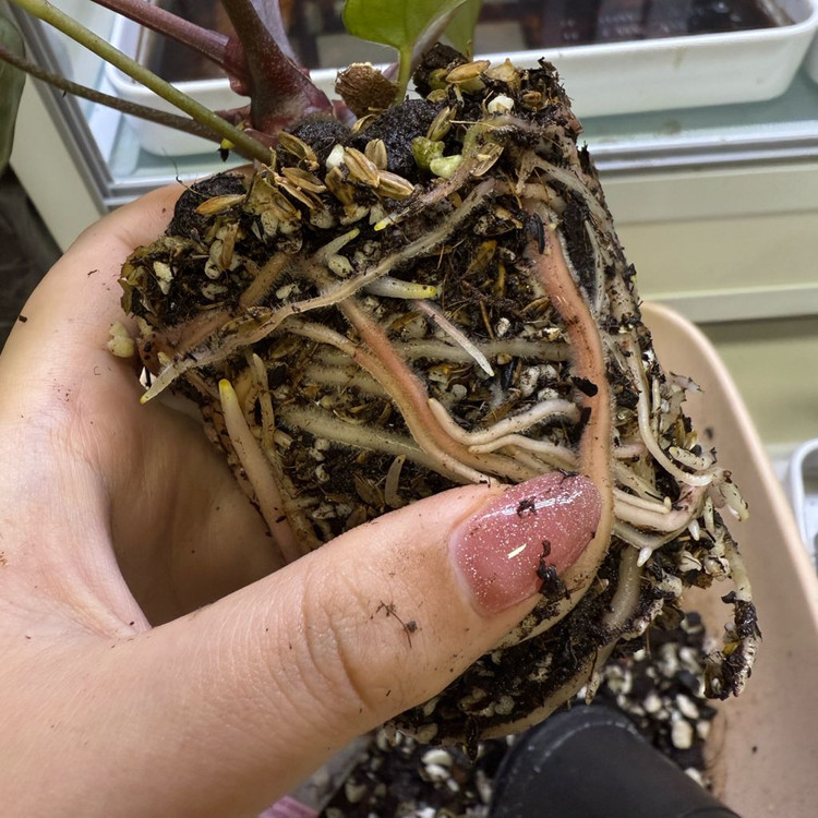 안스리움 원더*레크--6