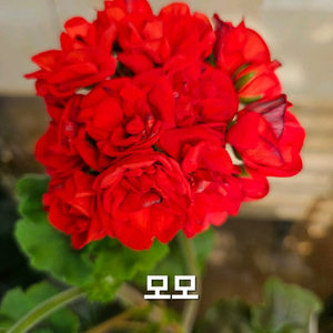 모모 포함 제라늄 5종 일괄 분양합니다