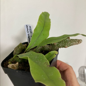 개미고사리 신우오사 (레카노프테리스 신우오사) 이미지