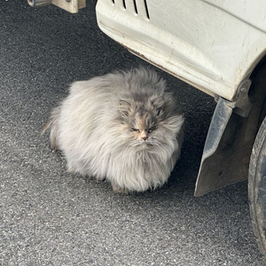 스팀배그 구매합니다 이미지