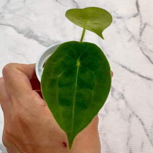 안스리움 포게티