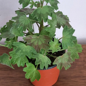 스텔라 제라늄 미시즈메이레스트 대품