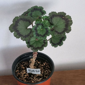 제라늄 빌드베른로즈 중품