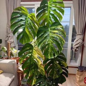 (최저가) 옐로우 몬스테라 보르시지아나 1