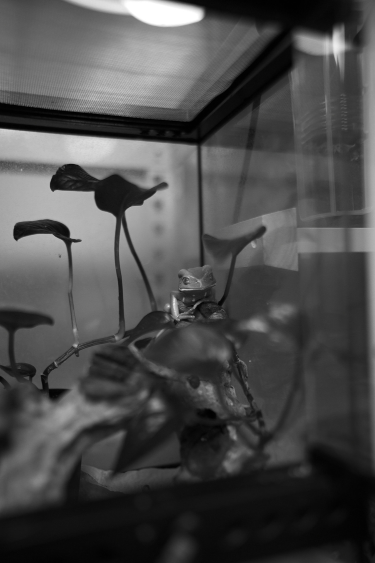 성남 7artisan 28mm f1.4 라이카 m마운트 렌즈 30만원 박스없음 이미지