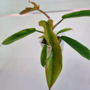 필로덴드론 플로리다뷰티&토텀 바리에가타