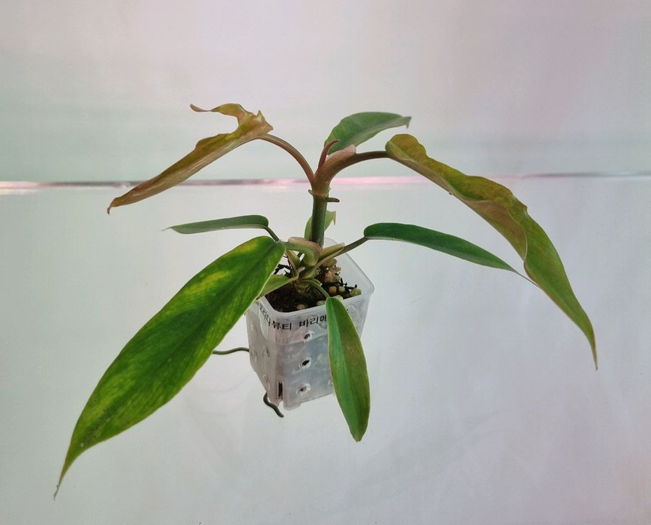 필로덴드론 플로리다뷰티&토텀 바리에가타--1