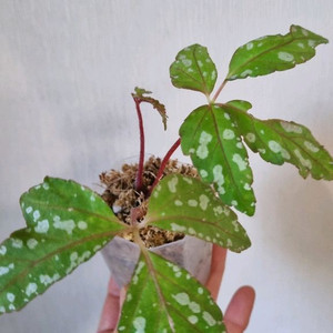 베고니아 헴슬레아나