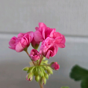 제라늄 (은혜란외5종) 이미지